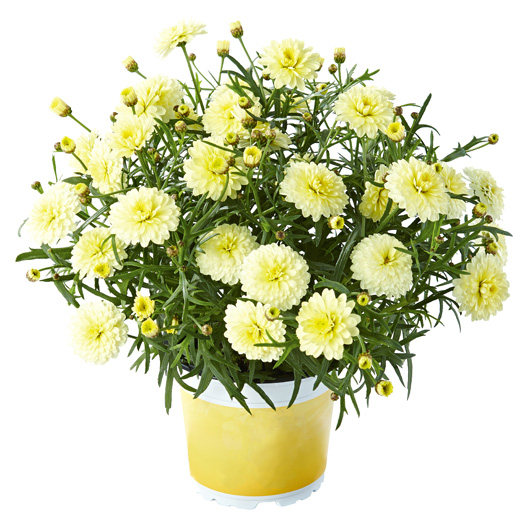 マーガレット　スマッシュ 