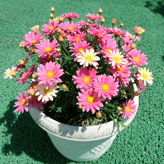 マーガレット　スマッシュ 