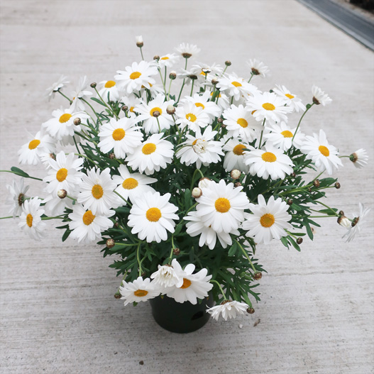 マーガレット　スマッシュ 