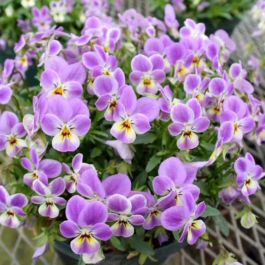 ビオラ　わんだーぴんく 