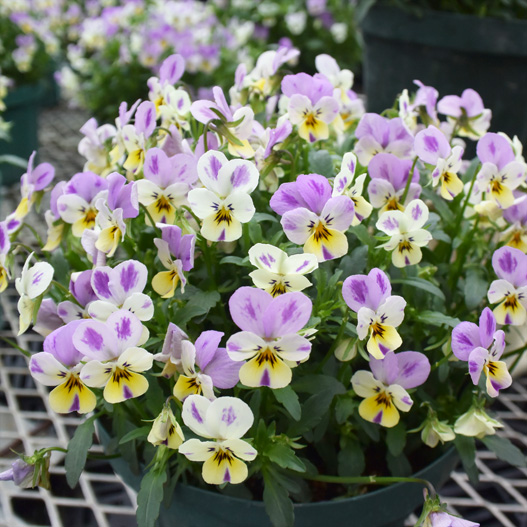 ビオラ　わんだーぴんく 