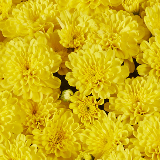 ビタマム　ディット 