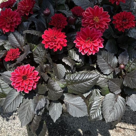 ダリア　テンプテーション 