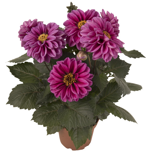 ダリア　テンプテーション 