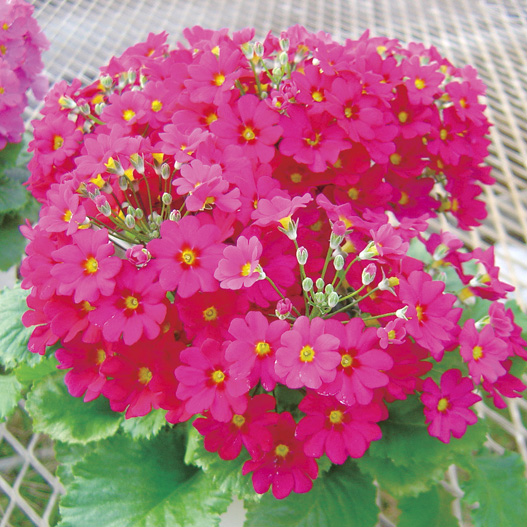 プリムラ マラコイデス　ニュー富士 