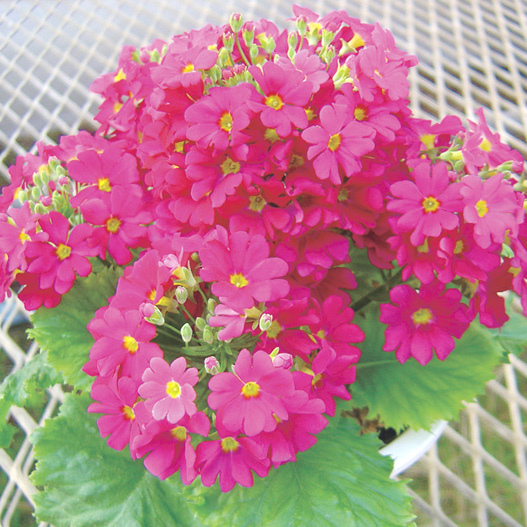 プリムラ マラコイデス　ニュー富士 