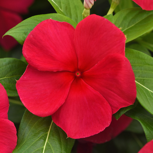 ビンカ F1　タイタニウム 