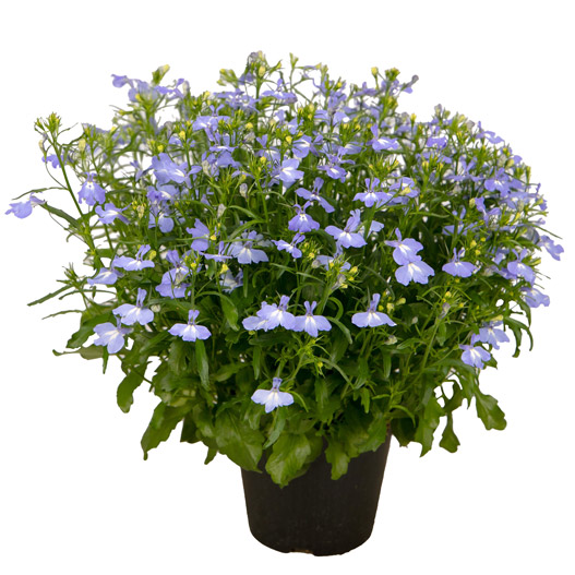 ロベリア F1　マスターピース 