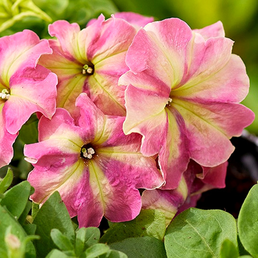 ペチュニア F1　シェイク 