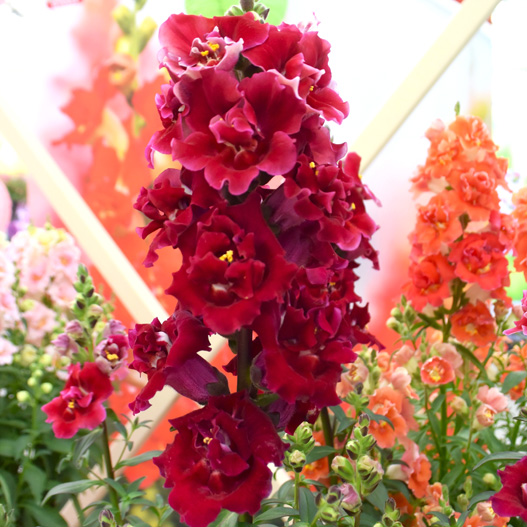 キンギョソウ F1　ダブルショット シリーズ 