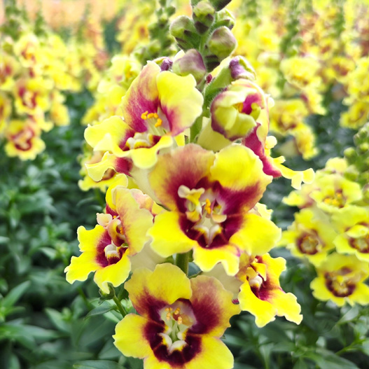 キンギョソウ F1　ダブルショット シリーズ 