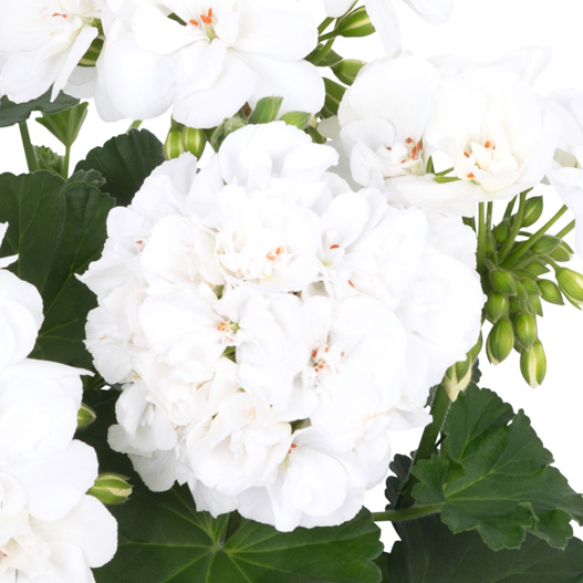 ゼラニウム　ビッグイーズ 