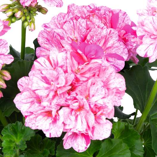 ゼラニウム　ビッグイーズ 