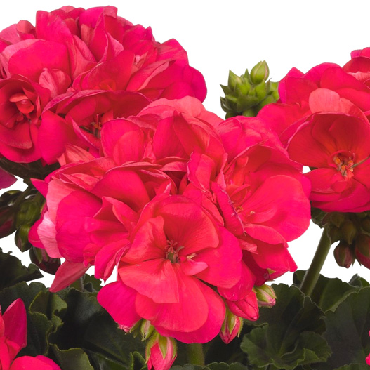 ゼラニウム　ビッグイーズ 