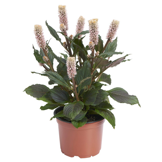 セロシア　ロイヤルバンザンテン シリーズ 