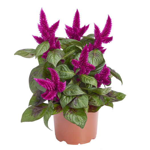 セロシア　ロイヤルバンザンテン シリーズ 