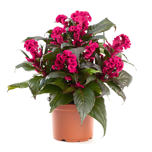 セロシア　ロイヤルバンザンテン シリーズ 