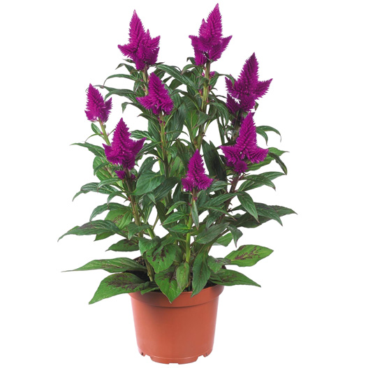 セロシア　ロイヤルバンザンテン シリーズ 