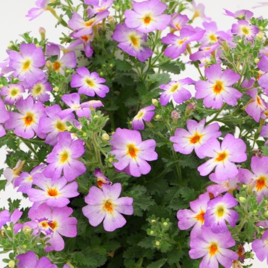 ジャメスブリテニア　サファリ シリーズ 