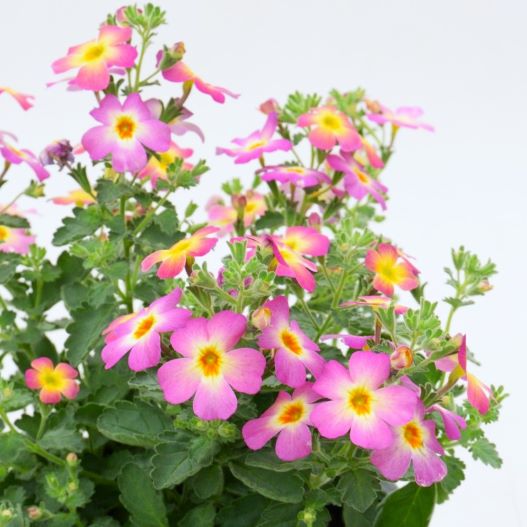 ジャメスブリテニア　サファリ シリーズ 