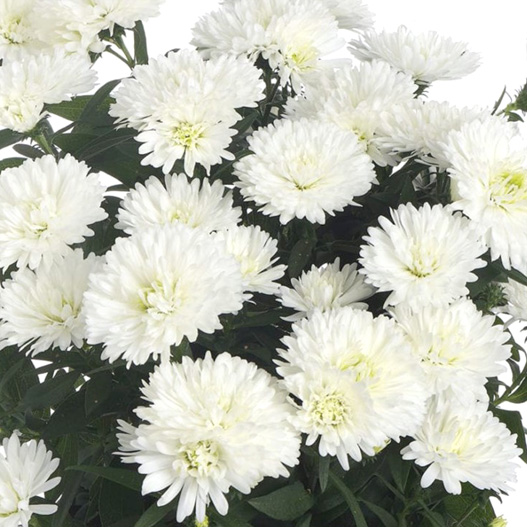 アスター　ショーメーカー シリーズ 