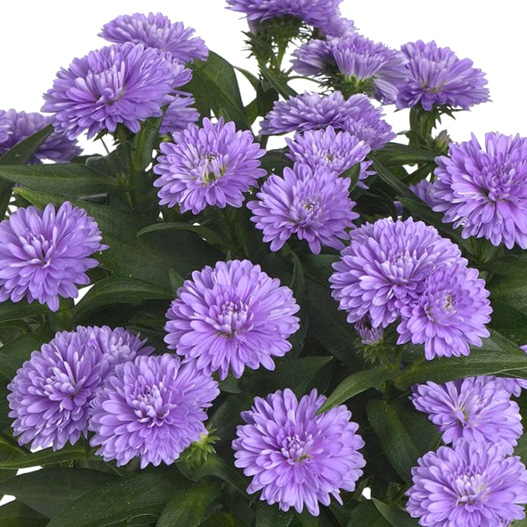 アスター　ショーメーカー シリーズ 