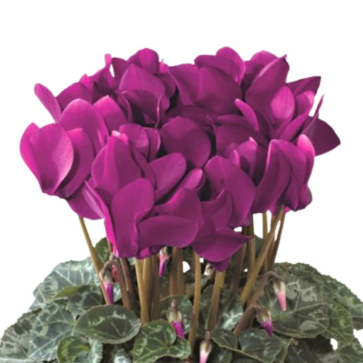 大輪ガーデンシクラメン　種子込みプラグ苗企画 