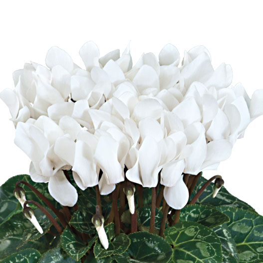 大輪ガーデンシクラメン　種子込みプラグ苗企画 