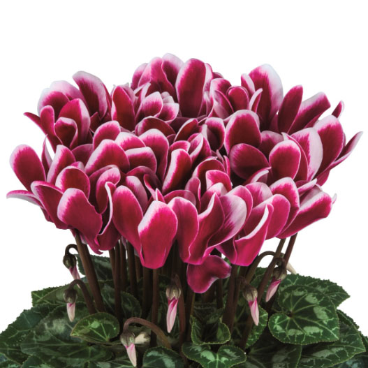 大輪ガーデンシクラメン　種子込みプラグ苗企画 