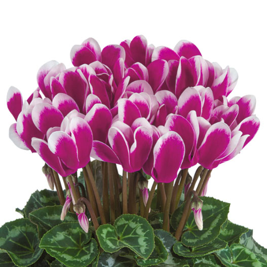 大輪ガーデンシクラメン　種子込みプラグ苗企画 