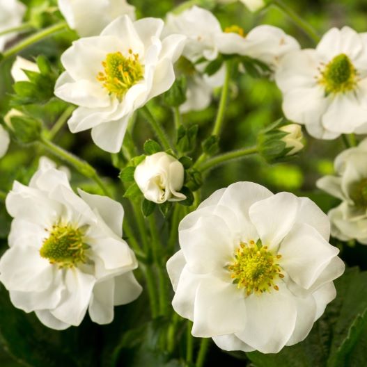 四季成りイチゴ F1　サマーブリーズ シリーズ 