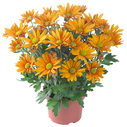 ポットマム　ブリーズ シリーズ 