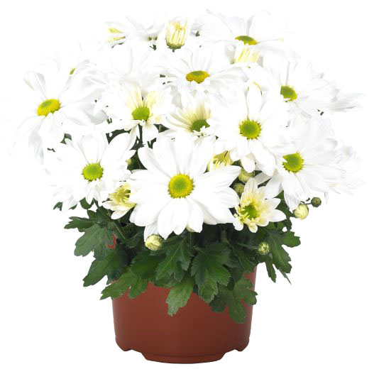 ポットマム　ブリーズ シリーズ 