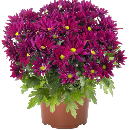 ポットマム　ブリーズ シリーズ 