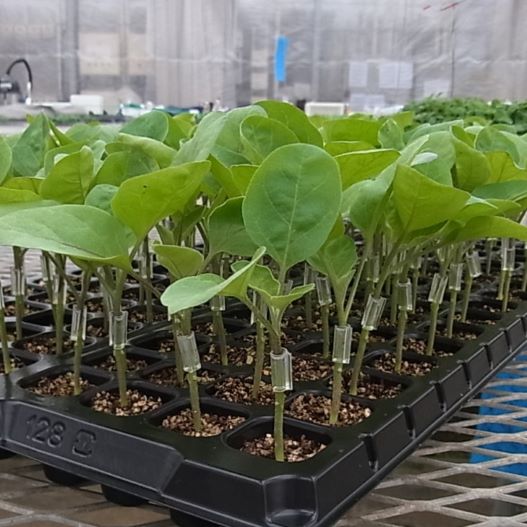 野菜接ぎ木苗　山口農場 