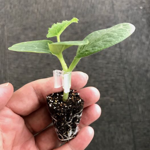 野菜接ぎ木苗　群馬農場 