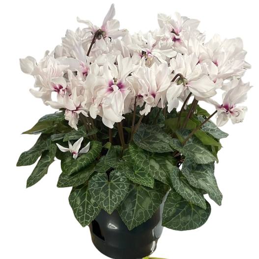 シクラメン F1　プティムーラン ミニチュア系品種