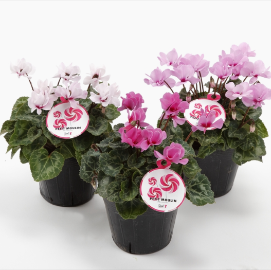 シクラメン F1　プティムーラン ミニチュア系品種