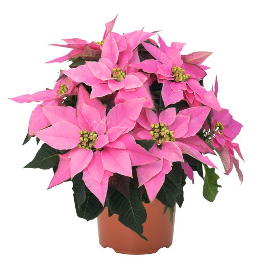 ポインセチア　ジャドール シリーズ Poinsettia J'Adore