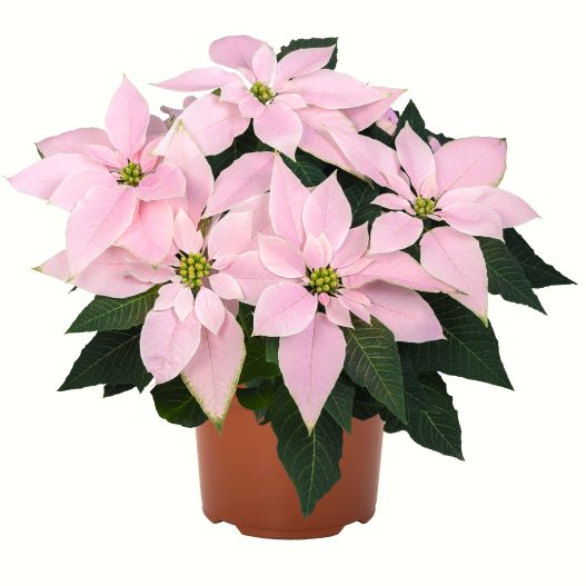 ポインセチア　ジャドール シリーズ Poinsettia J'Adore