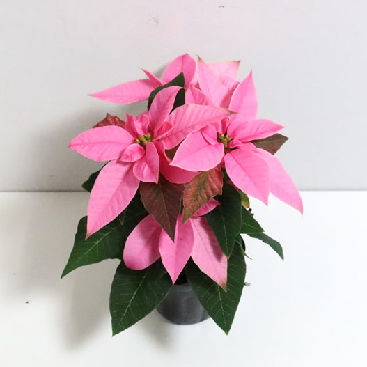 ポインセチア　ジャドール シリーズ Poinsettia J'Adore