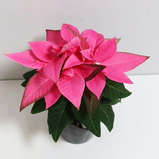 ポインセチア　ジャドール シリーズ Poinsettia J'Adore