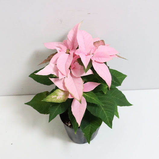 ポインセチア　ジャドール シリーズ Poinsettia J'Adore