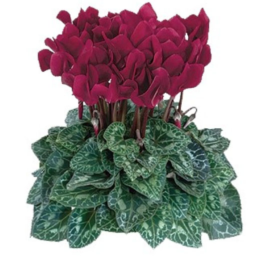 シクラメン　ドリームスケープ 