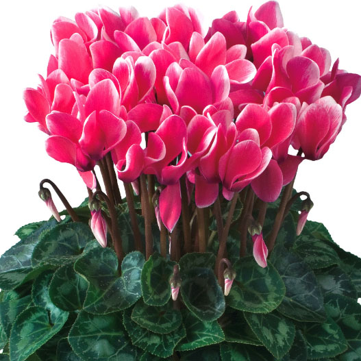 シクラメン F1　ティアニス ファンタジア ミニチュア系品種