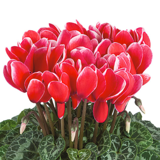 シクラメン F1　ティアニス ファンタジア ミニチュア系品種