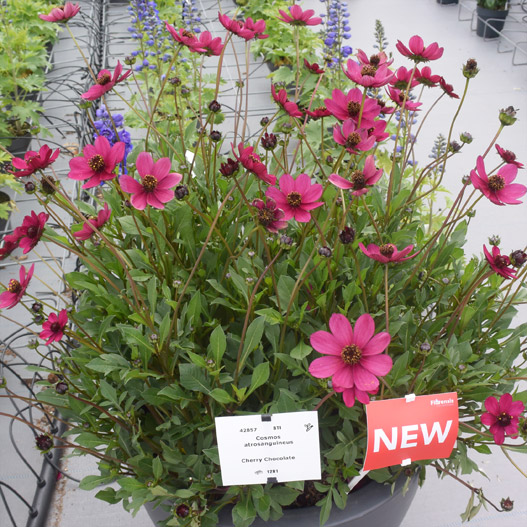 チョコレートコスモス　チェリーチョコレート 