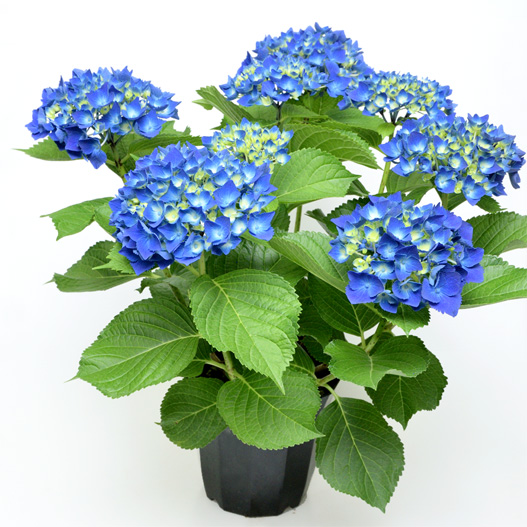 ハイドランジア　ミューズファクトリー No.05 青焔(せいえん) 