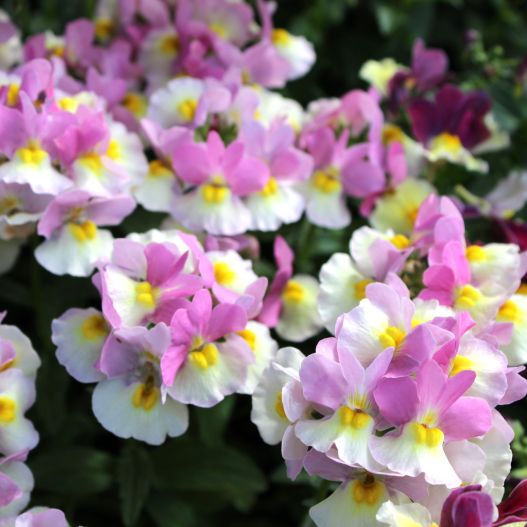 ネメシア　ミライネメシア 