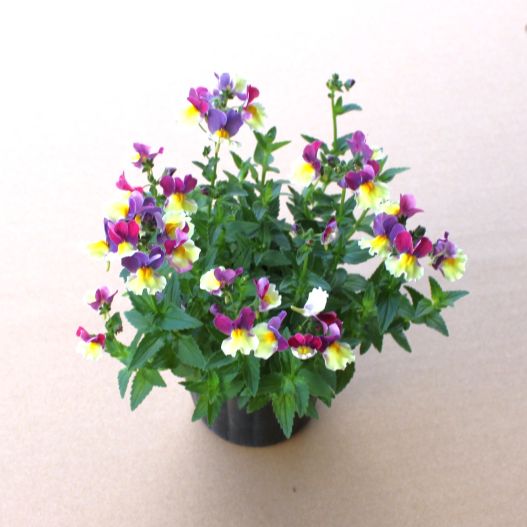 ネメシア　ミライネメシア 